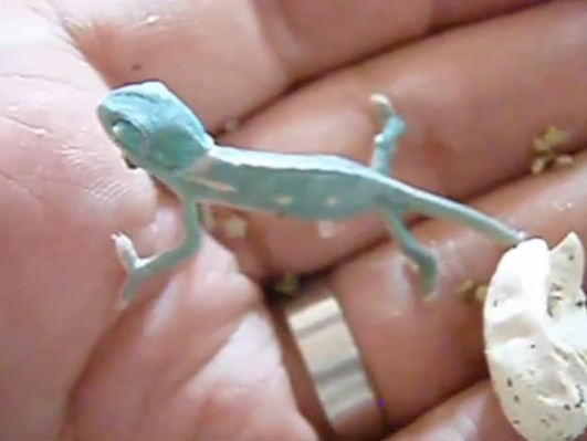 Bukelamun yumurtadan böyle çıkıyor - 12