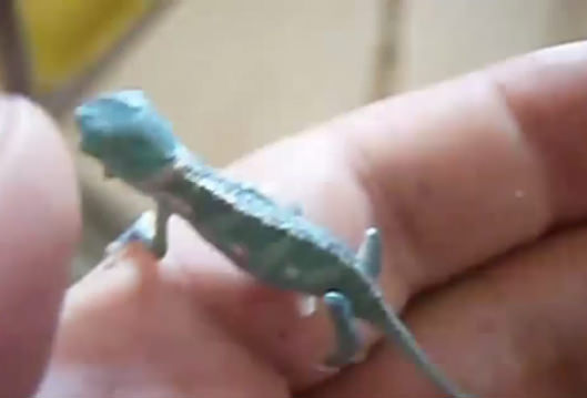 Bukelamun yumurtadan böyle çıkıyor - 15