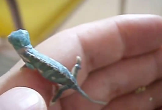 Bukelamun yumurtadan böyle çıkıyor - 16