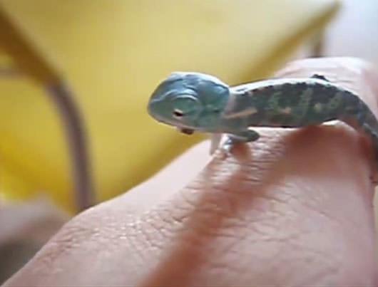 Bukelamun yumurtadan böyle çıkıyor - 14