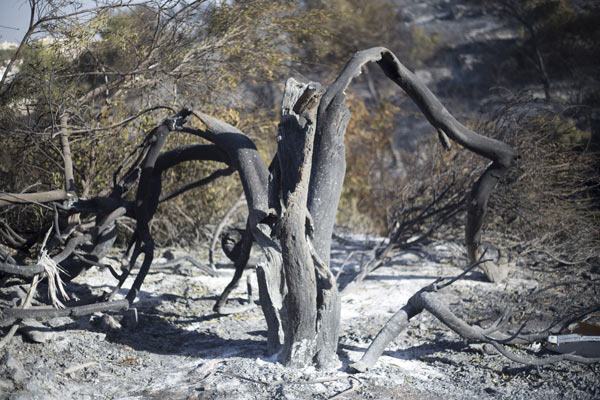 İsrail cehennemi yaşıyor - 623