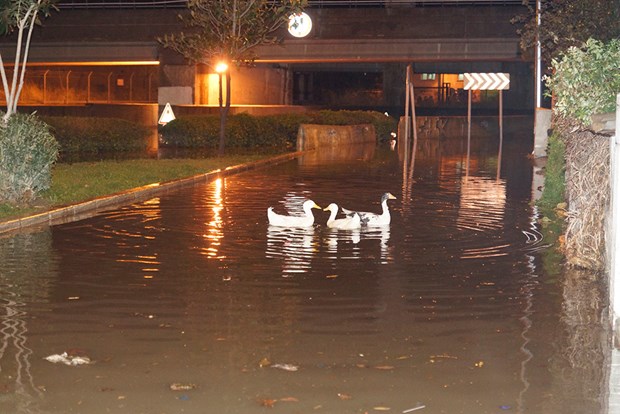 İzmir caddelerinde kazlar yüzüyor! - 2