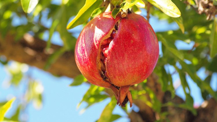 Nar ve nar ekşisinin faydaları - 21