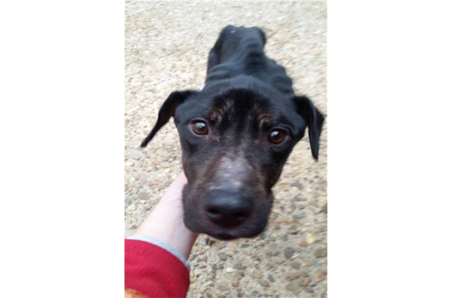 Kutuyu açtıklarında üzücü gerçek ortaya çıktı! - 5