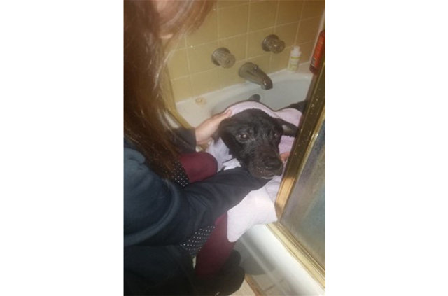 Kutuyu açtıklarında üzücü gerçek ortaya çıktı! - 8