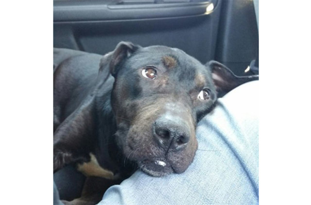 Kutuyu açtıklarında üzücü gerçek ortaya çıktı! - 9