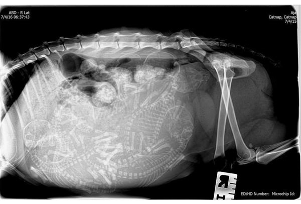 Şaşırtan röntgenler - 5