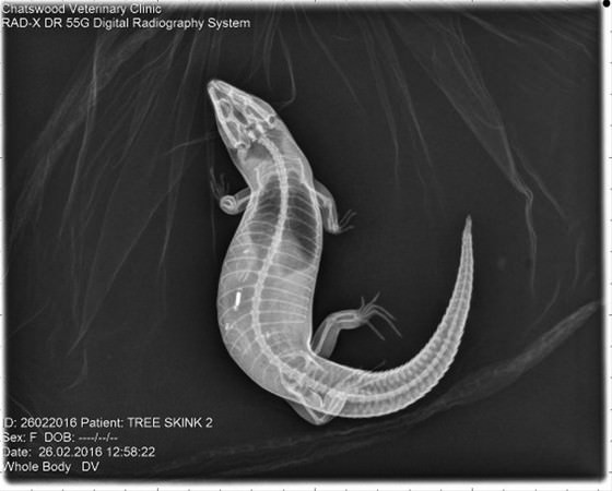 Şaşırtan röntgenler - 11