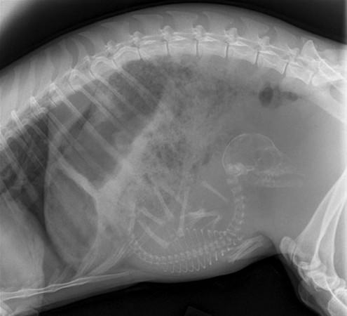 Şaşırtan röntgenler - 10