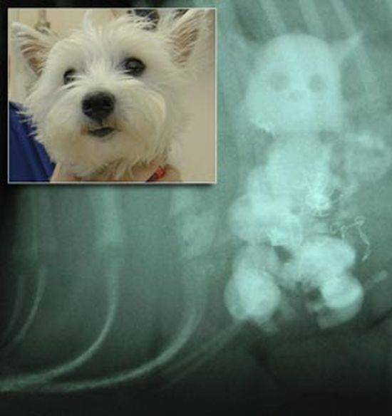 Şaşırtan röntgenler - 21