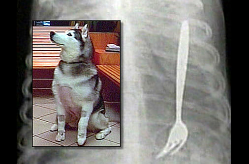 Şaşırtan röntgenler - 24