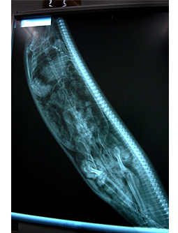 Şaşırtan röntgenler - 29