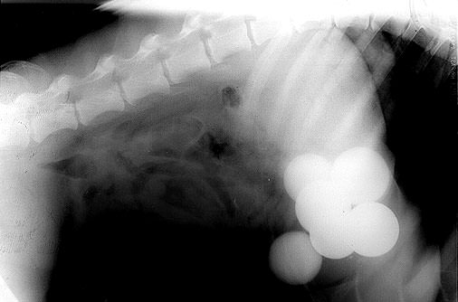 Şaşırtan röntgenler - 32