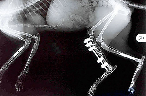 Şaşırtan röntgenler - 33