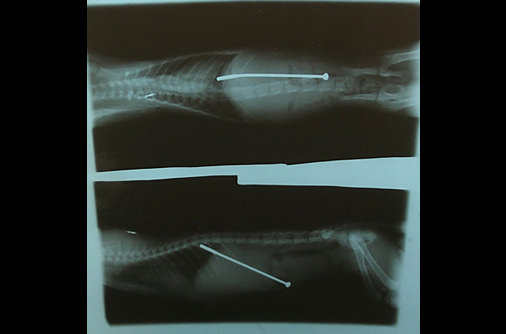 Şaşırtan röntgenler - 34