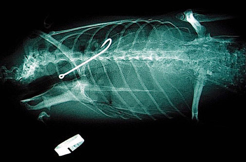 Şaşırtan röntgenler - 35