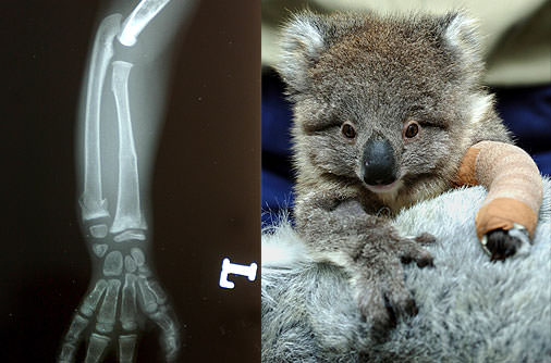 Şaşırtan röntgenler - 39