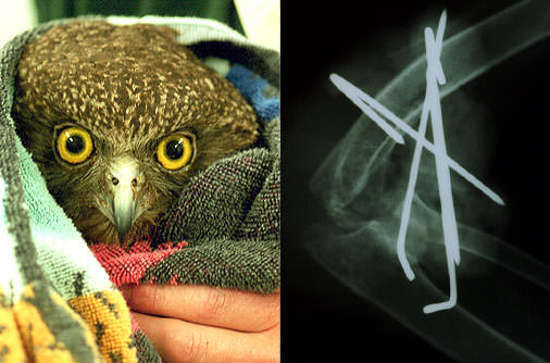 Şaşırtan röntgenler - 43