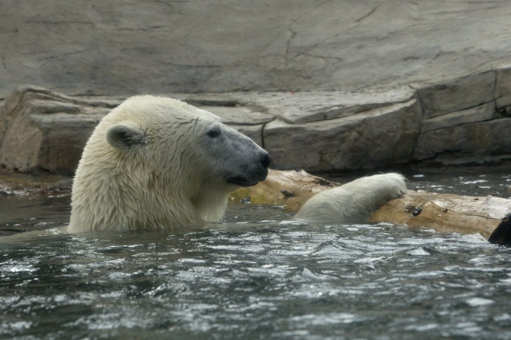 Hayvanlar aleminden 'MUHTEŞEM' fotoğraflar - 14