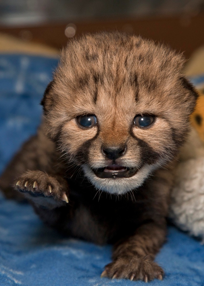Hayvanlar aleminden 'MUHTEŞEM' fotoğraflar - 8