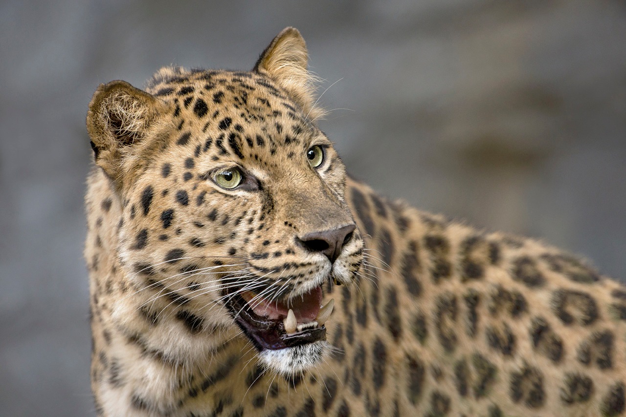 Hayvanlar aleminden 'MUHTEŞEM' fotoğraflar - 9