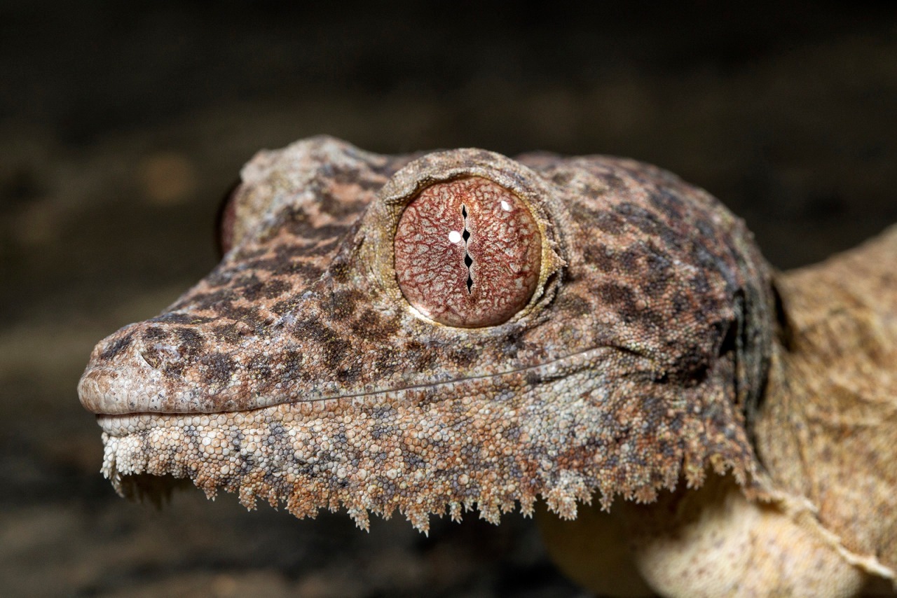 Hayvanlar aleminden 'MUHTEŞEM' fotoğraflar - 17