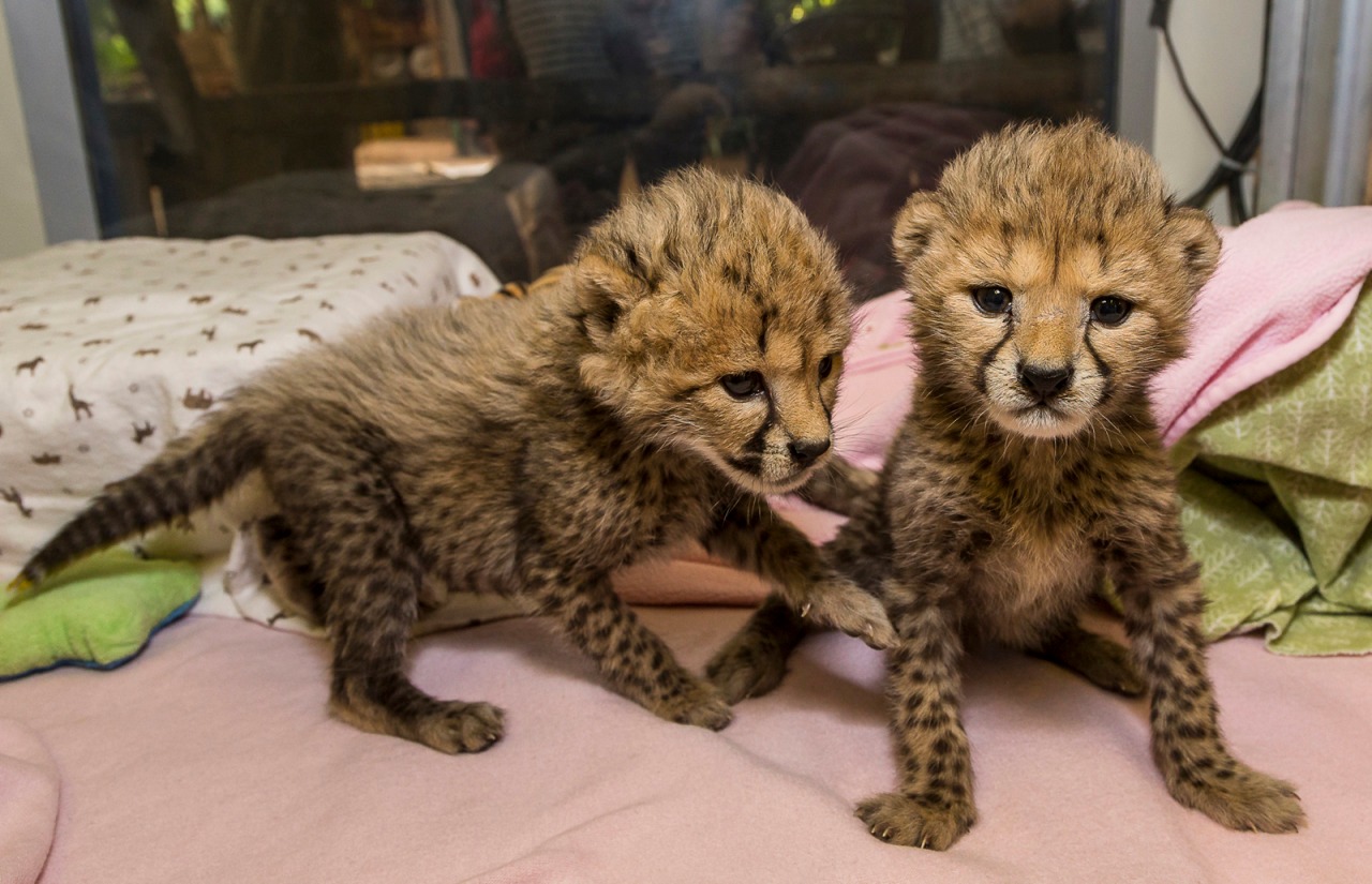 Hayvanlar aleminden 'MUHTEŞEM' fotoğraflar - 10