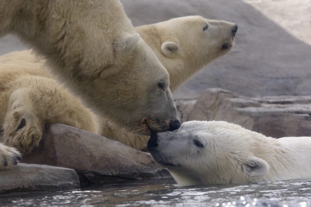 Hayvanlar aleminden 'MUHTEŞEM' fotoğraflar - 20