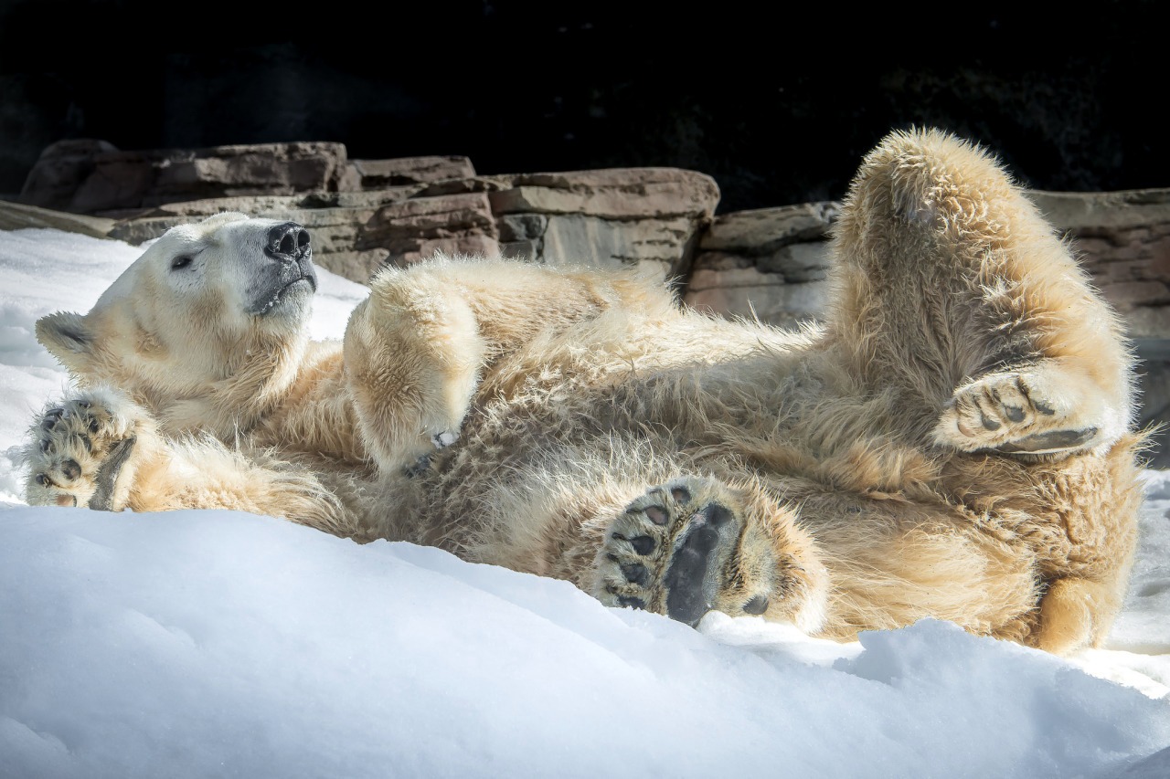 Hayvanlar aleminden 'MUHTEŞEM' fotoğraflar - 25