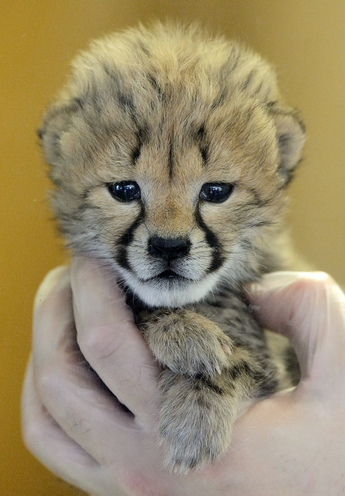 Hayvanlar aleminden 'MUHTEŞEM' fotoğraflar - 6