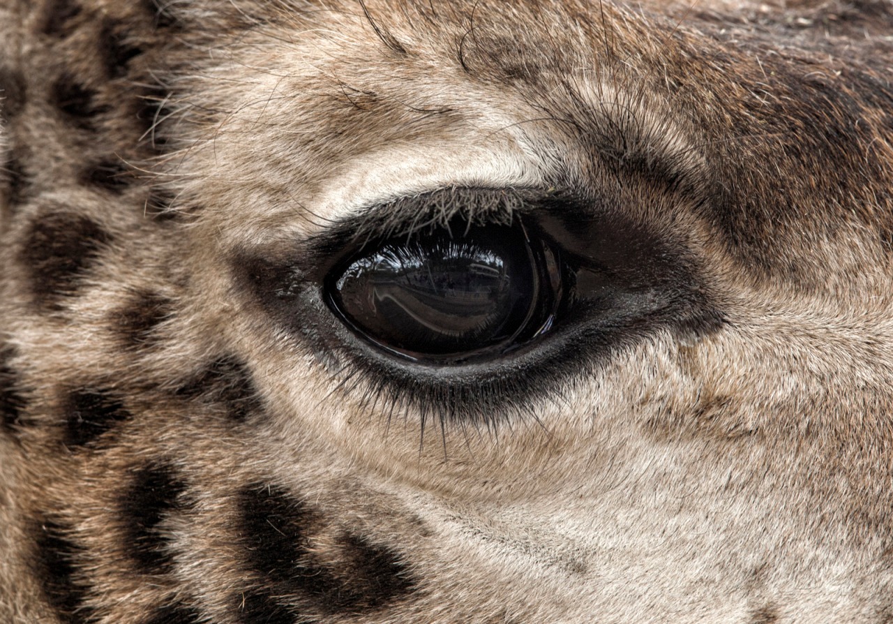 Hayvanlar aleminden 'MUHTEŞEM' fotoğraflar - 4