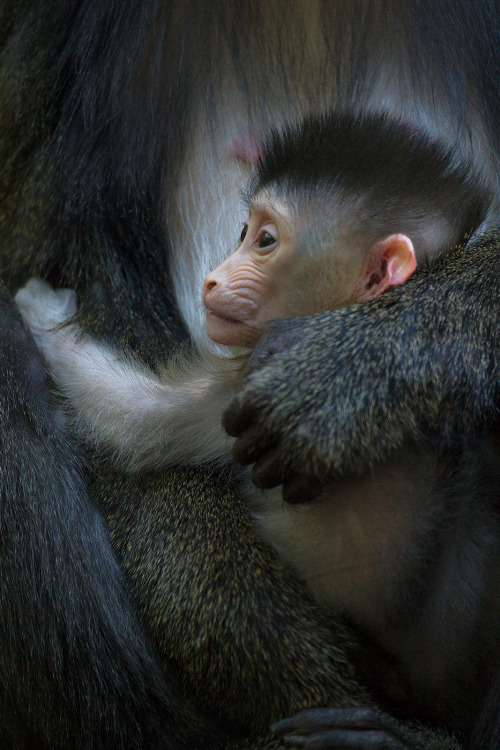 Hayvanlar aleminden 'MUHTEŞEM' fotoğraflar - 31