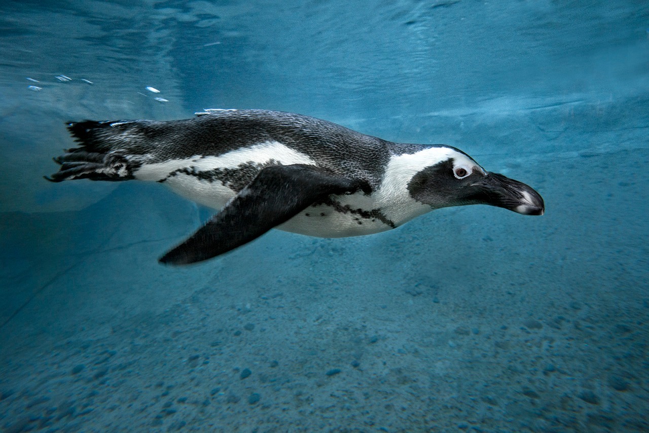 Hayvanlar aleminden 'MUHTEŞEM' fotoğraflar - 24