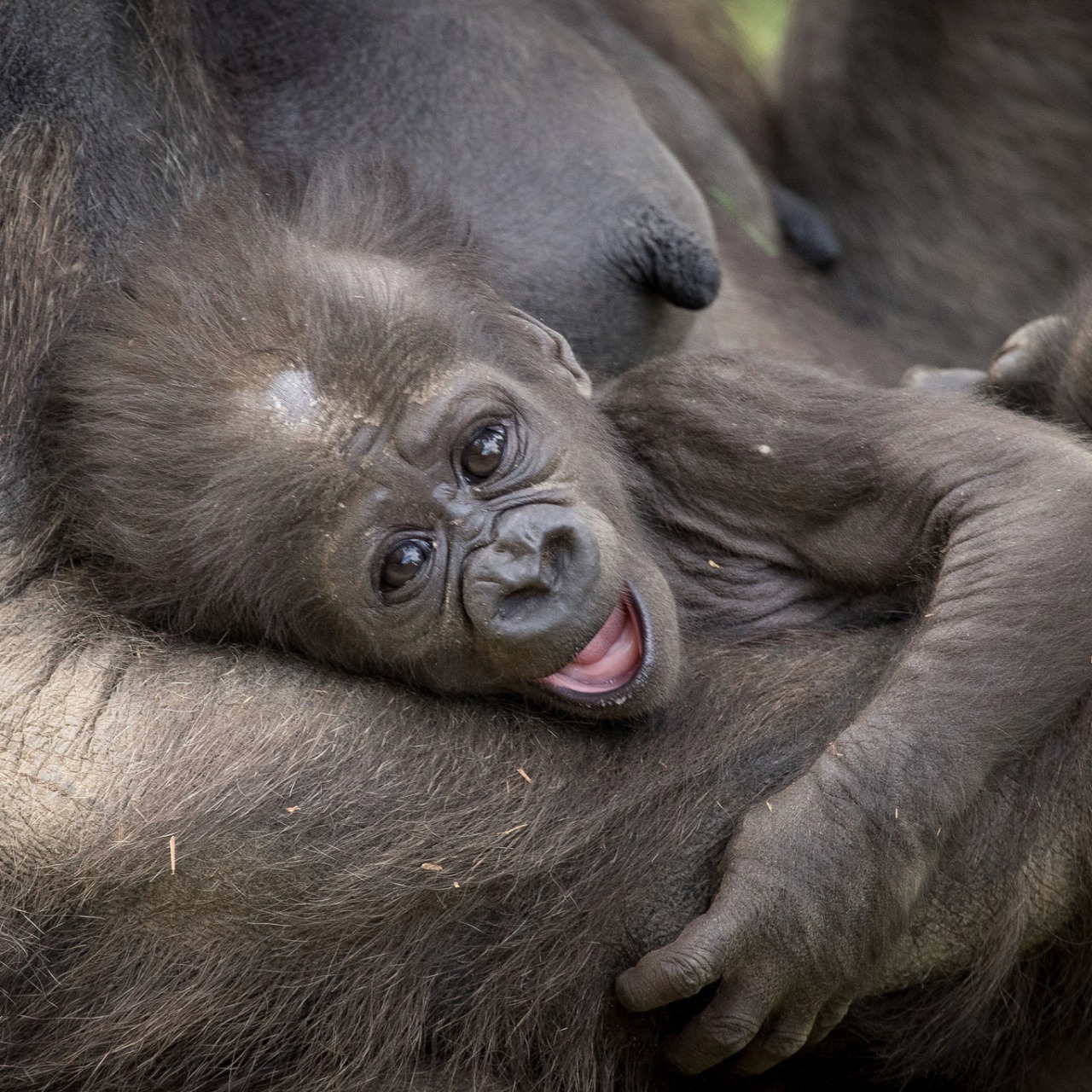 Hayvanlar aleminden 'MUHTEŞEM' fotoğraflar - 23