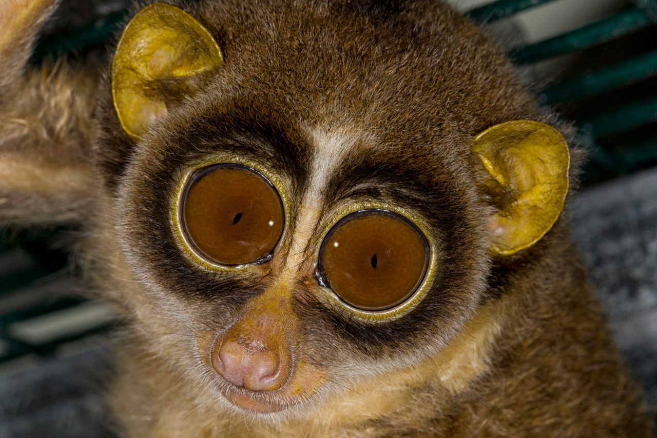 Hayvanlar aleminden 'MUHTEŞEM' fotoğraflar - 36