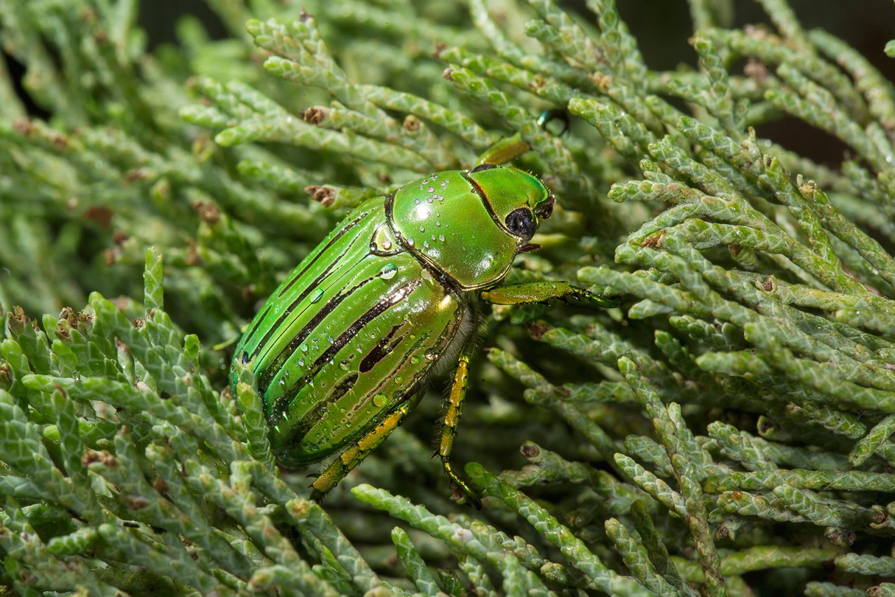 Hayvanlar aleminden 'MUHTEŞEM' fotoğraflar - 35
