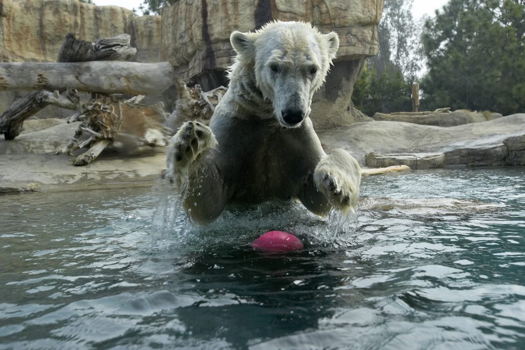Hayvanlar aleminden 'MUHTEŞEM' fotoğraflar - 40