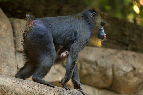 Hayvanlar aleminden 'MUHTEŞEM' fotoğraflar - 42