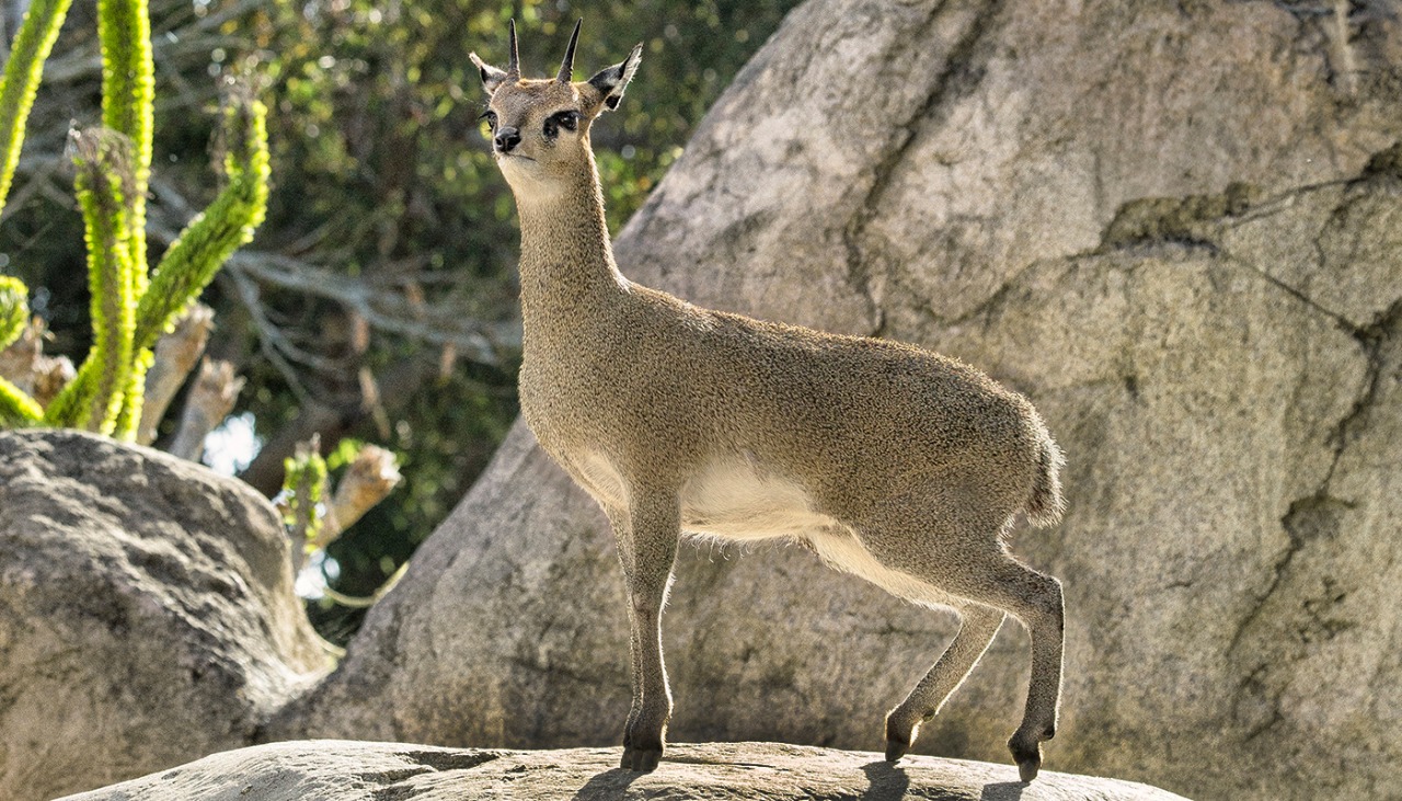 Hayvanlar aleminden 'MUHTEŞEM' fotoğraflar - 44