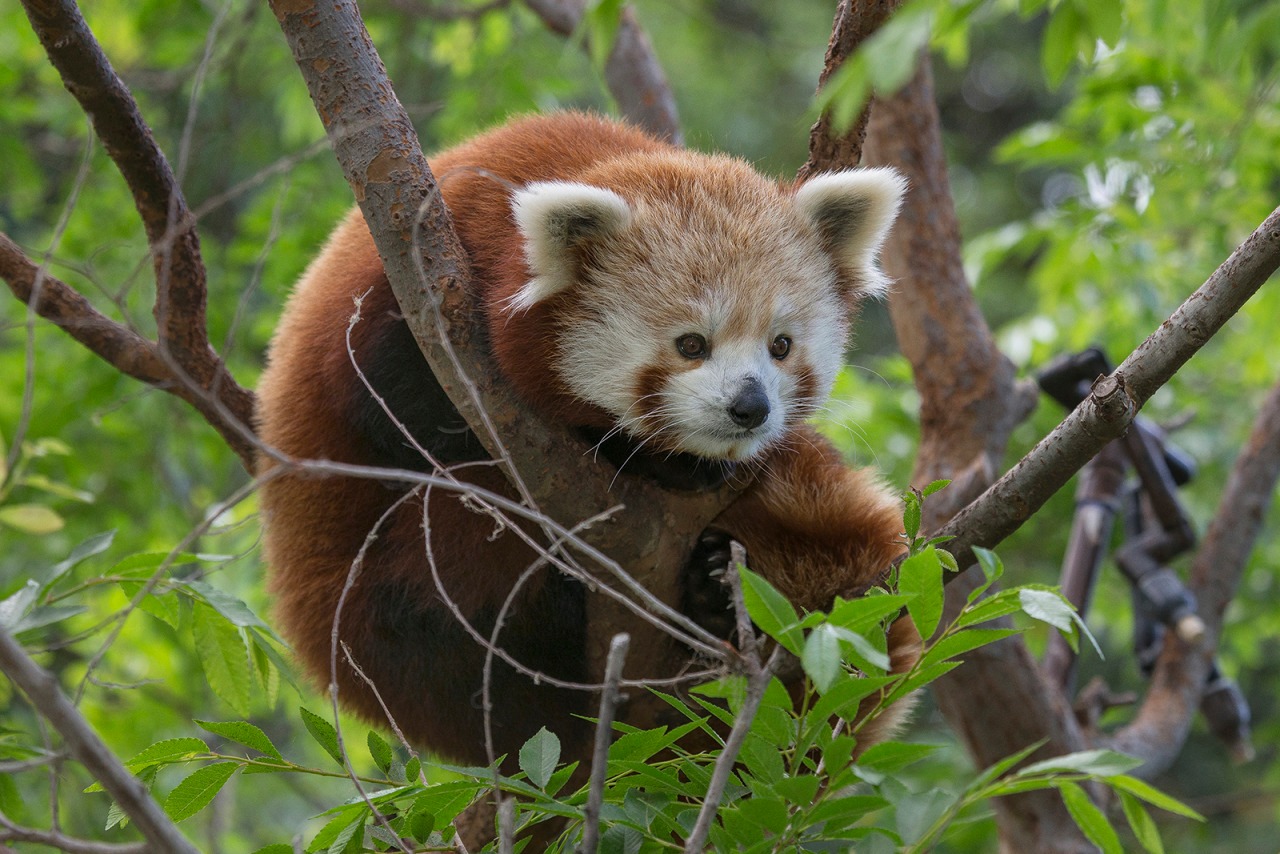 Hayvanlar aleminden 'MUHTEŞEM' fotoğraflar - 43