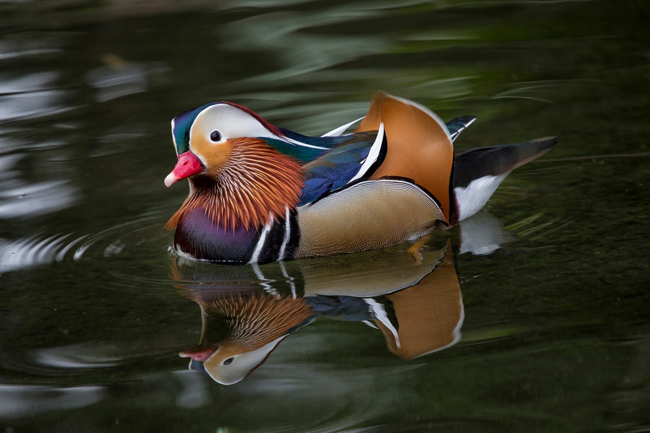Hayvanlar aleminden 'MUHTEŞEM' fotoğraflar - 26