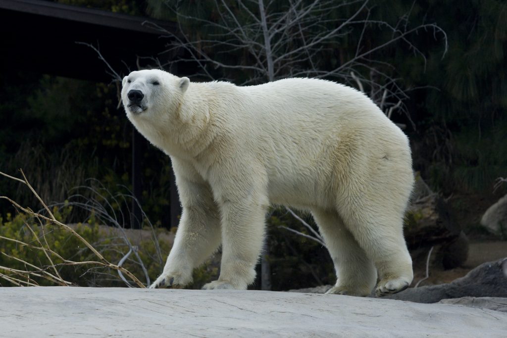 Hayvanlar aleminden 'MUHTEŞEM' fotoğraflar - 45