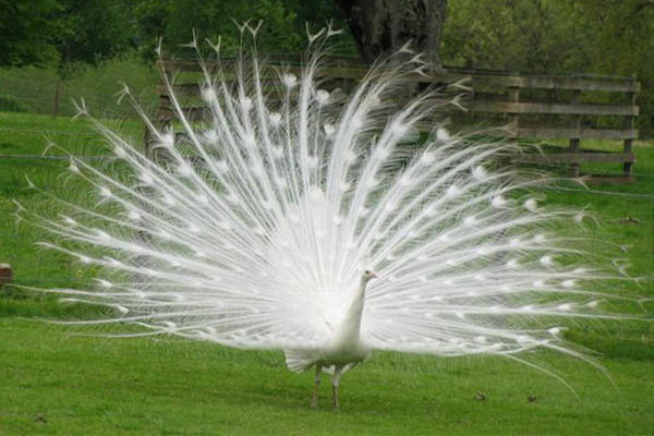 Hayvanlar aleminden 'MUHTEŞEM' fotoğraflar - 12
