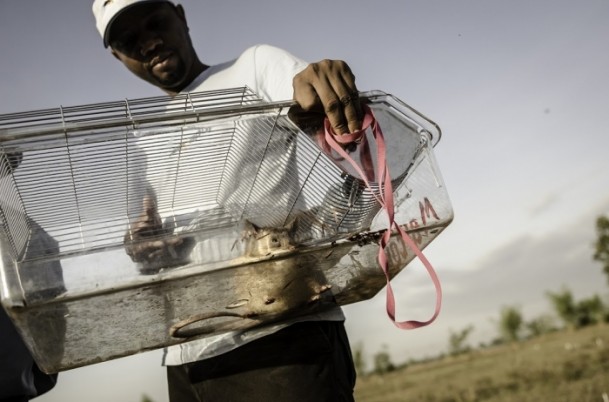 Mayın avcısı sıçanlar Kamboçya'da - 5