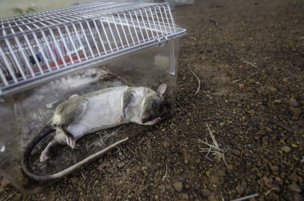 Mayın avcısı sıçanlar Kamboçya'da - 4