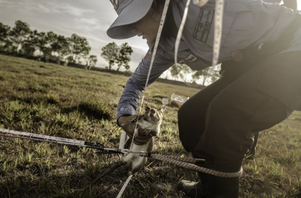 Mayın avcısı sıçanlar Kamboçya'da - 3