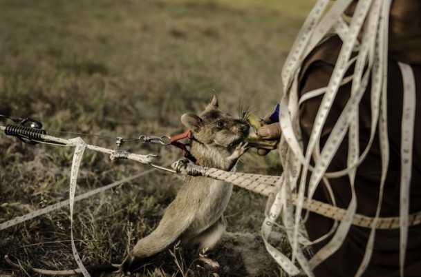 Mayın avcısı sıçanlar Kamboçya'da - 8
