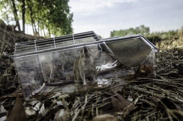 Mayın avcısı sıçanlar Kamboçya'da - 7