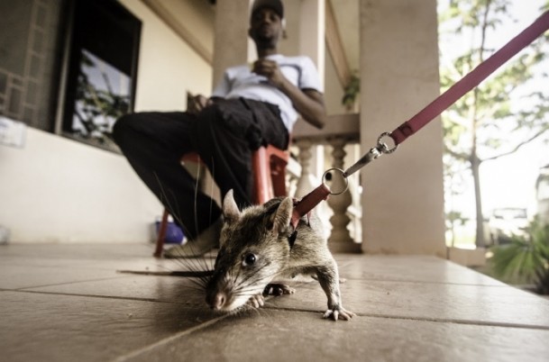 Mayın avcısı sıçanlar Kamboçya'da - 1