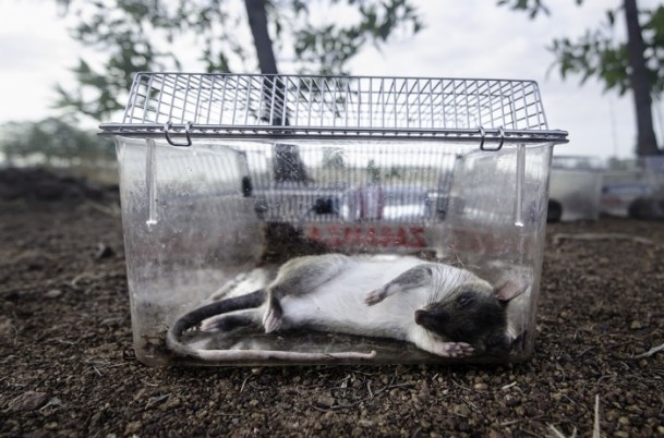 Mayın avcısı sıçanlar Kamboçya'da - 6